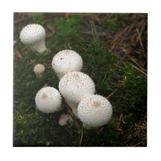 Lycoperdon-Puffballpilze Fliese