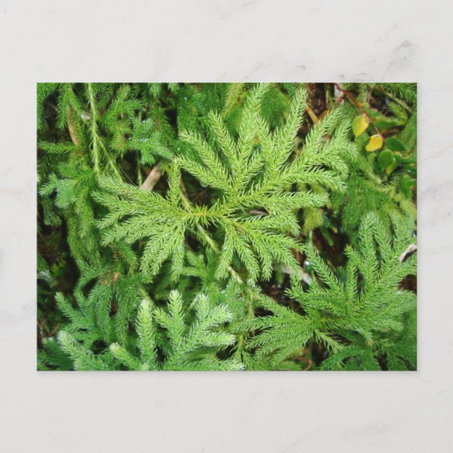 Lycopodium paniculatum, Südlicher Chile Postkarte (Vorderseite)