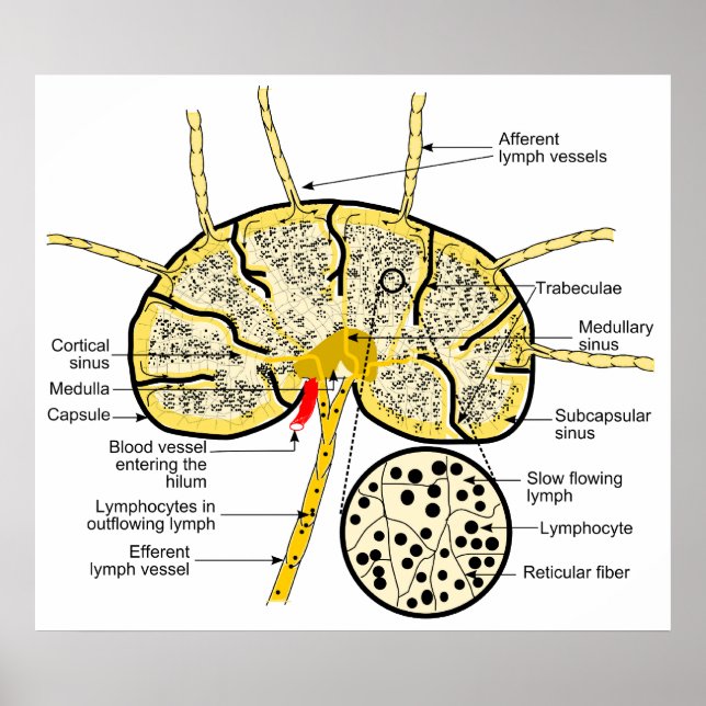 Lymph Node Showing Flow of Lymph to Lymph Sinuses Poster (Vorne)