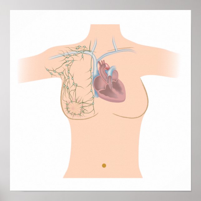 Lymphatische Entwässerung des Brustposters Poster (Vorne)