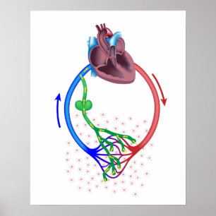 Lymphdrainage-Diagramm Poster