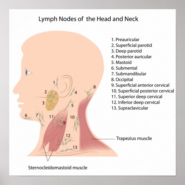 Lymphknoten des Kopf- und Halsposters Poster (Vorne)