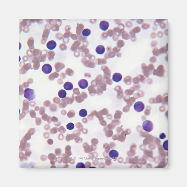 Lymphozytenzellen Magnet (Vorne)