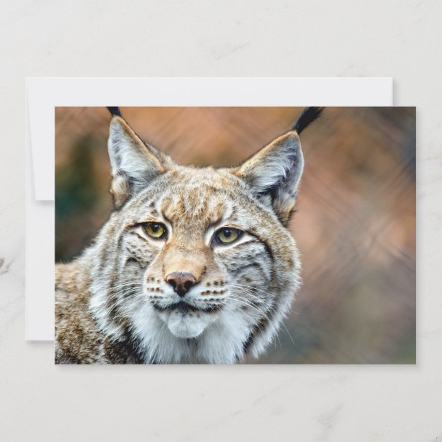 Lynx Bobcat Wildlife Predator Cat (Vorderseite)