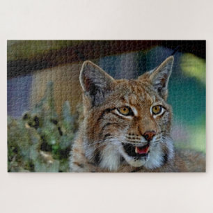 lynx cat puzzle
