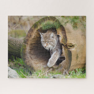 Lynx dans le puzzle de scie à journaux