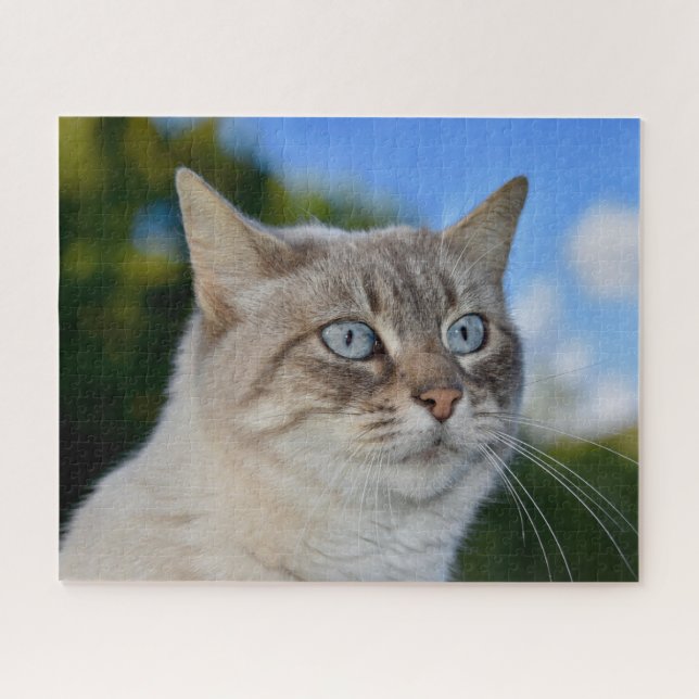 Lynx Point Katze mit blauen Augen (Horizontal)