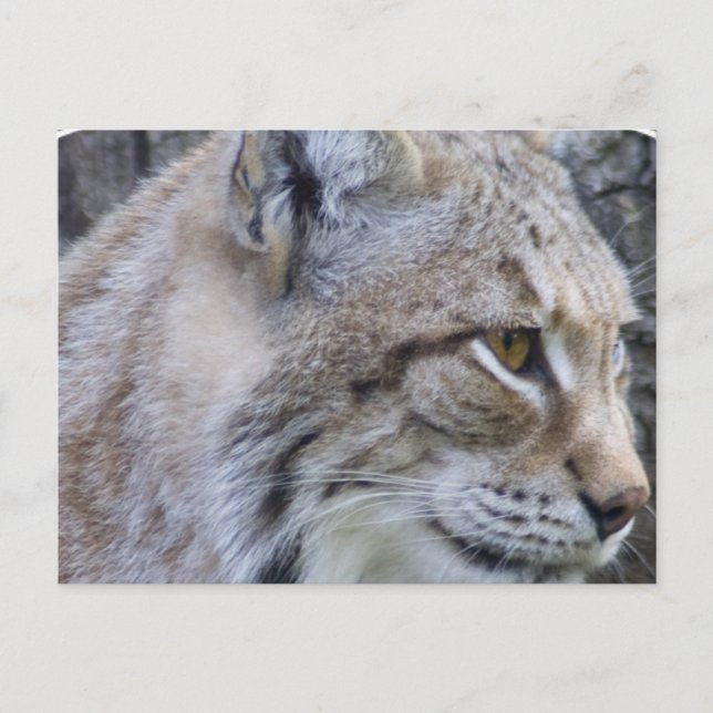 Lynx Postcard Postkarte (Vorderseite)