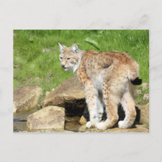 Lynx Postkarte