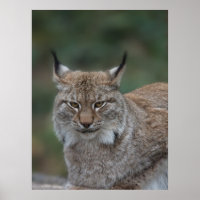 Lynx sieht dich an