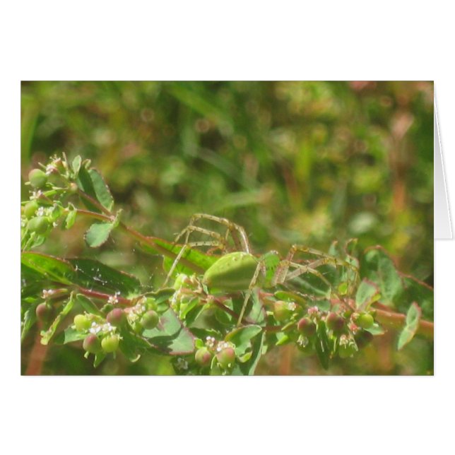 Lynx Spider (Devant horizontal)