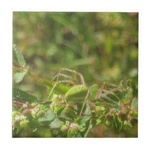 Lynx Spider Fliese