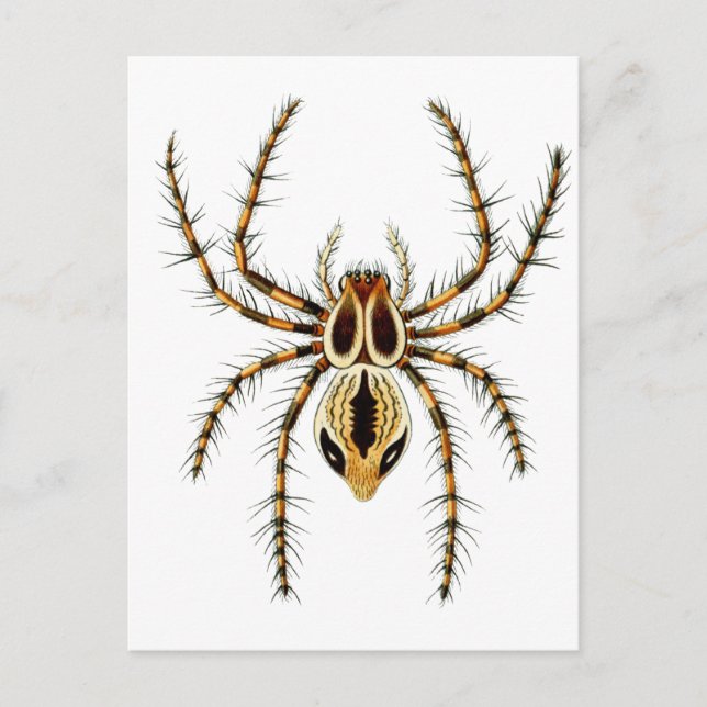 Lynx Spider Postkarte (Vorderseite)
