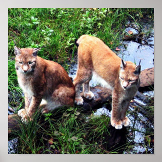 Lynxposter Poster
