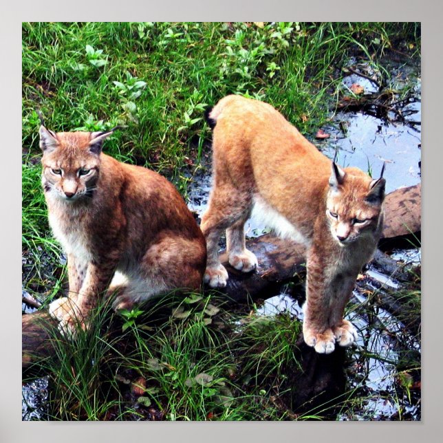 Lynxposter Poster (Vorne)
