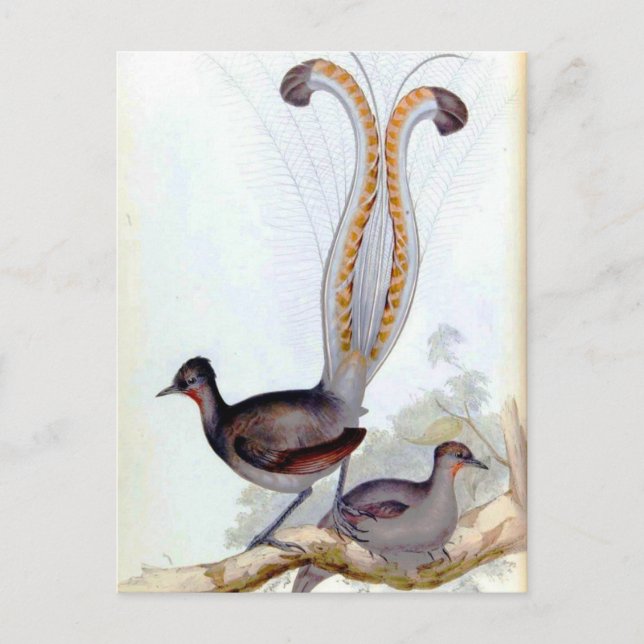 Lyre Bird Vintage Poster Postkarte (Vorderseite)
