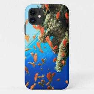 Lyretail anthias auf Korallenriff iPhone 11 Hülle