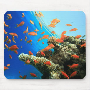 Lyretail anthias auf Korallenriff Mousepad