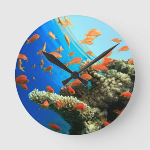 Lyretail anthias auf Korallenriff Runde Wanduhr