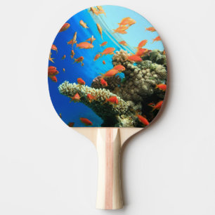 Lyretail anthias auf Korallenriff Tischtennis Schläger