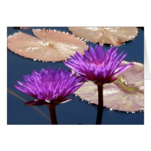 Lys à eau violet