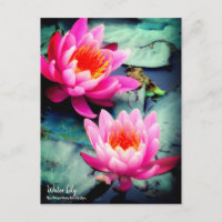 Lys d'eau : Carte postale