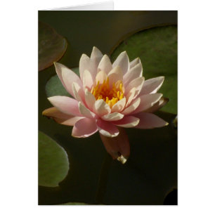 Lys d'eau rose