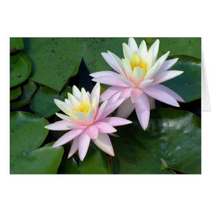 Lys D'Eau Rose
