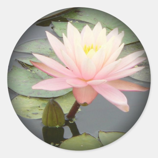 Lys d'eau rose pâle à Stickers ronds noirs (Devant)