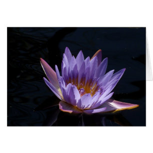 Lys d'eau violet