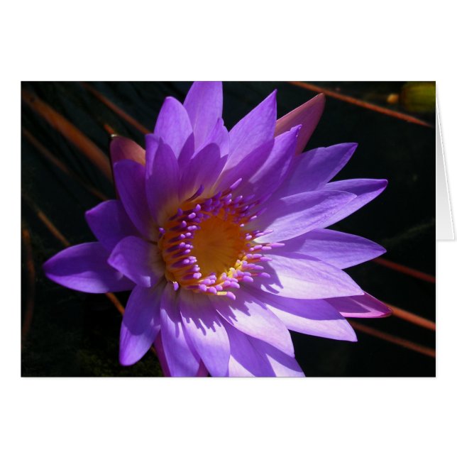 Lys d'eau violet (Devant horizontal)