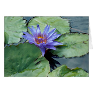 Lys d'eau violet