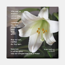 Lys of the Field - Magnet