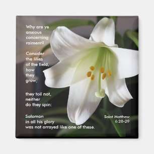 Lys of the Field - Magnet