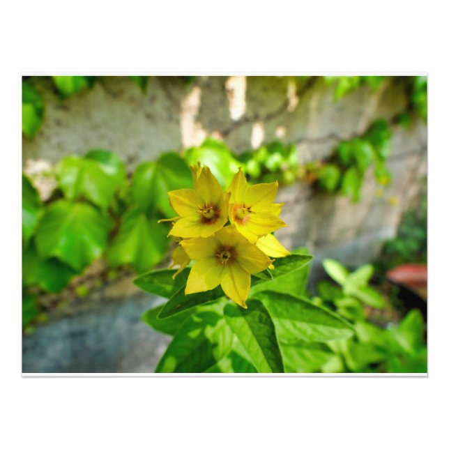 Lysimachia punctata fotodruck (Vorne)