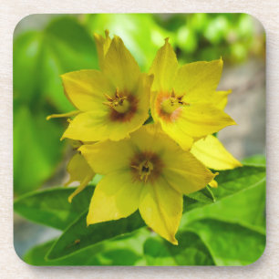 Lysimachia punctata getränkeuntersetzer