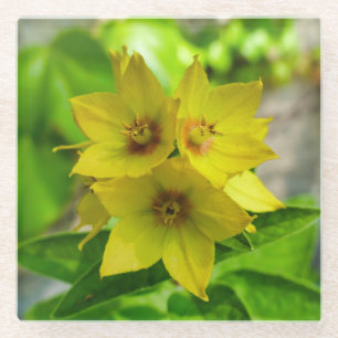 Lysimachia punctata glasuntersetzer