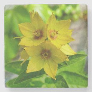 Lysimachia punctata steinuntersetzer