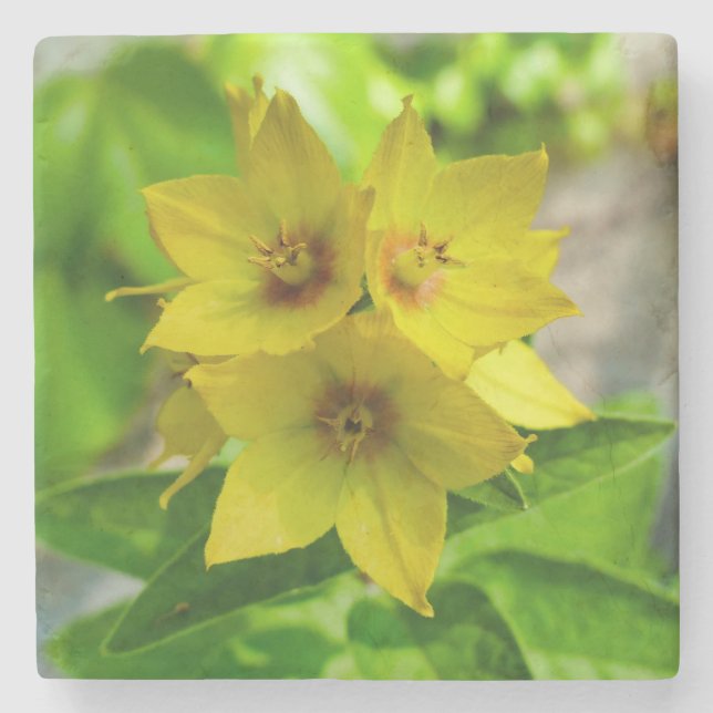 Lysimachia punctata steinuntersetzer (Vorderseite)