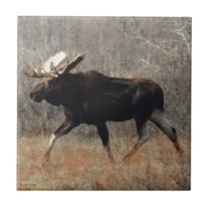 M10 Bull-Elch Fliese