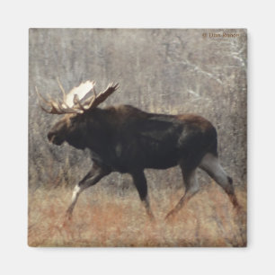 M10 Bull Moose Magnet