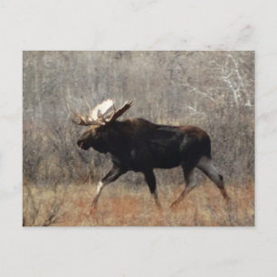 M10 Bull Moose Postkarte