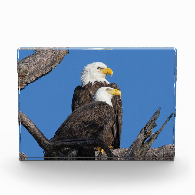 M15 & F23 - Ein neues Paar Fotoblock (Vorderseite)