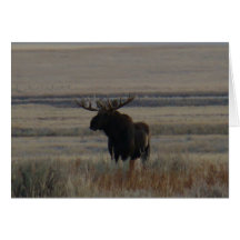 M1 Bull Elch
