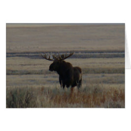 M1 Bull Elch