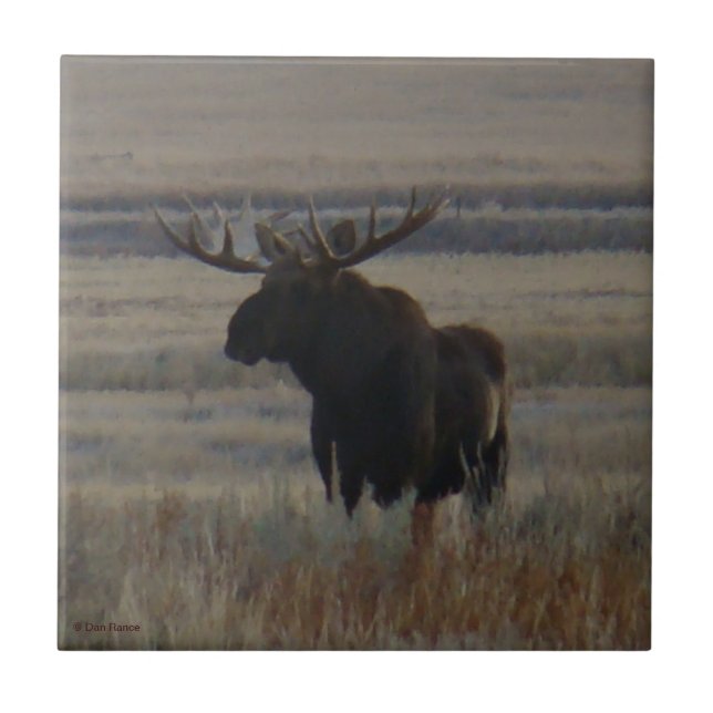 M1 Bull Moose Big Bull Fliese (Vorderseite)