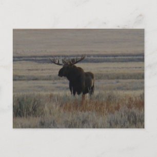M1 Bull Moose Big Bull Postkarte