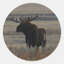 M1 Bull Moose Big Bull