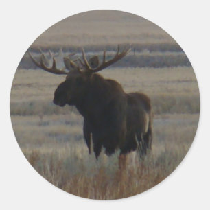 M1 Bull Moose Big Bull Runder Aufkleber