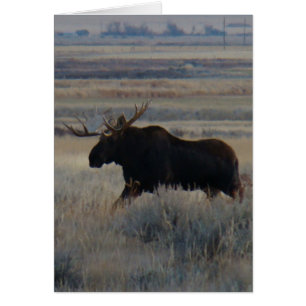 M2 Bull-Elch